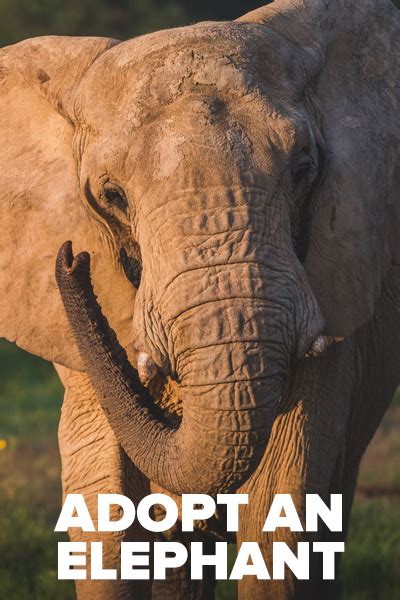 Elephant Adoption Update Spring 2023 .